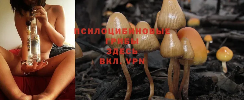 Галлюциногенные грибы Psilocybine cubensis  Баксан 